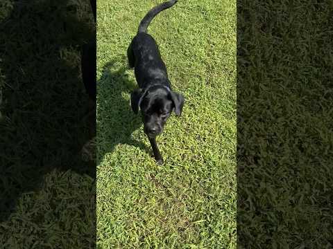 First recall training for the new pupper! #dog #puppy #dogtraining #recall #dogtrainer #nwarkansas