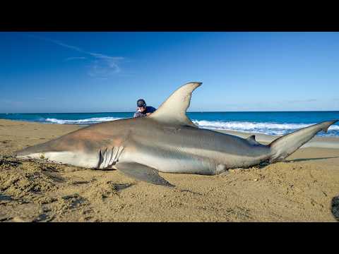 1000's of sharks invade Florida beach...catch clean cook (blacktip shark) video thumbnail