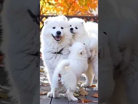 lovely dogs 😍#doberman #doglove #pet #dogphoto #instagram #cutedogs #dogphoto#dogfamily #puppyvideo