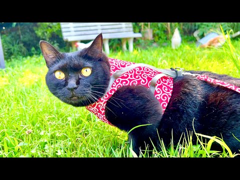黒猫の驚きの行動と日常を楽しもう サムネイル