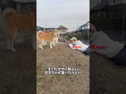 柴犬とハスキーを噂のVlogカメラで撮影してみたら凄すぎました…！#オズモポケット3＃コンデジ＃動画撮影＃おすすめカメラ#shorts