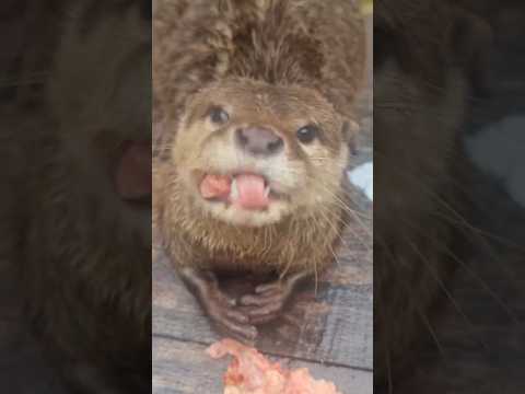 Watch Our Cozy Cuties Devour Their Delicious Meals! #otter #adorably #animals #cute #adorable#puppy