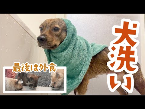 元野犬、立派に洗われたよ！外で乾かしてご褒美「外食」