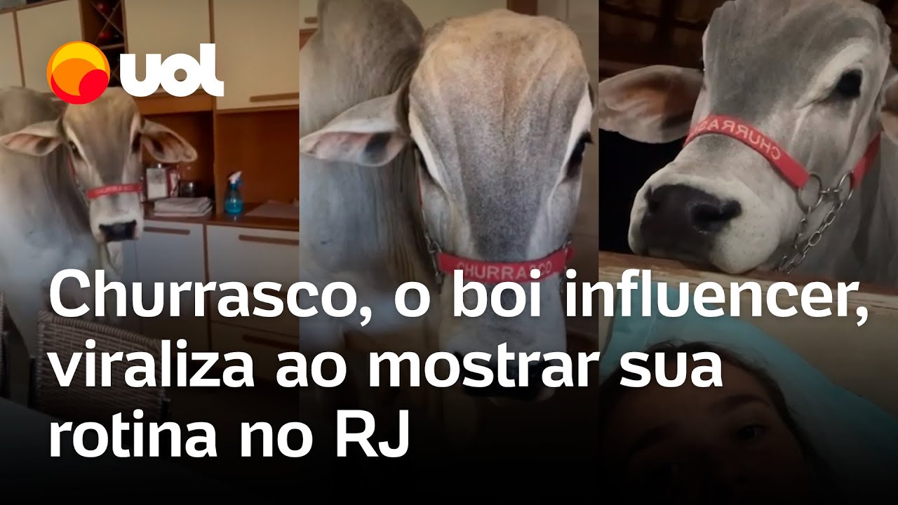Churrasco, o boi influenciador, viraliza ao mostrar sua rotina vivendo como pet no Rio de Janeiro