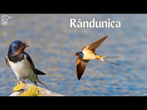 #Rândunica - #FAUNA ROMANIEI - Ep 67