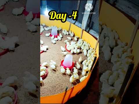 Day -4 broiler Chick #shorts#shortvideo #shortsfeed #farming #pets#birds