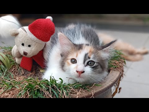 Time Machine Cats !!!! Longest Daily Cat's Story