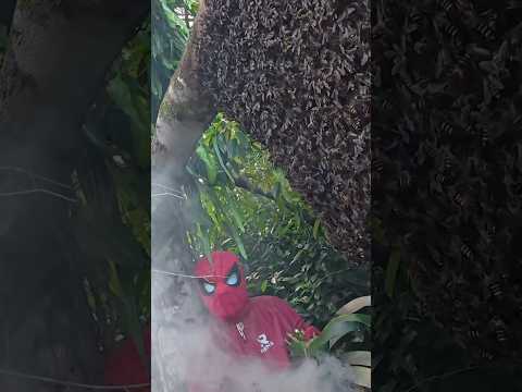 Kikomen berburu madu diatas pohon #KOOKIKO