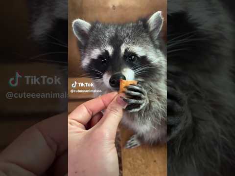 Adorable Raccoon Enjoying a Snack🦝#racon #doraemon #baby #cute #cuteanimal #pets #dog #shorts