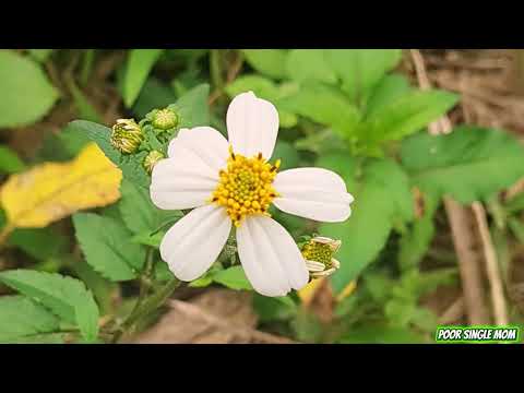 A poor abandoned single mother built her own small bamboo house