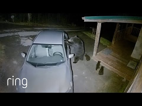 Mama Bear Vs. Car Window | RingTV