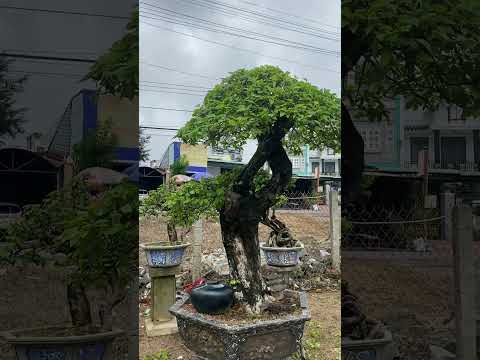 Cách cho hoa giấy ra hoa Tết 2024