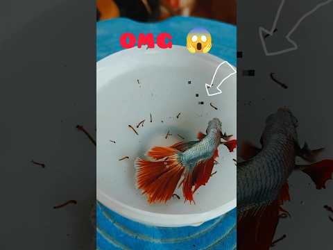 🔥Ultimate Predator: Betta Fish Hunting Mosquito larve.#bettafish #fishfeeding #natureshorts #shorts