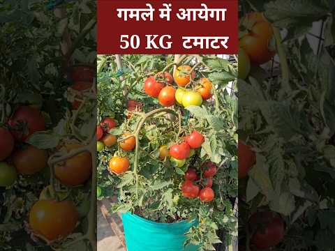 गमले में उगाएं 50 KG टमाटर 🍅 | Best Tomato Growing Method in Pot #shorts