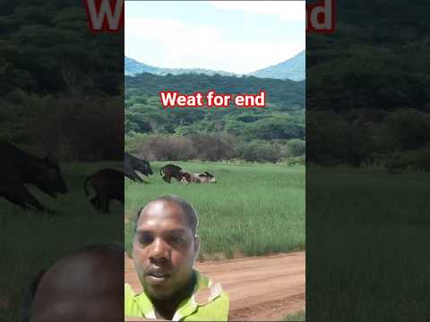 tiger vs bofola #animals #wildlifeentertainment #safari #shorts #youtubeshort #trendingvideo