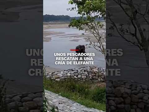 Mira el momento en que una cría de elefante se encuentra con su madre tras ser rescatada