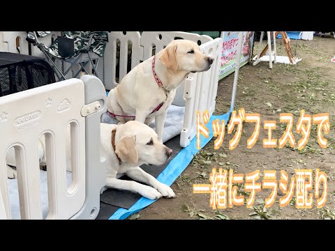 ドッグフェスタでパパゴンサンでチラシ配りしてきました！🐾3:05〜ユウ劇場