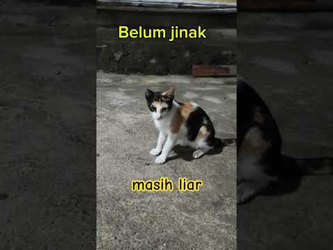 ada kucing liar #cat #catlovers #kucing