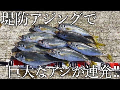 アジング素人でも巨大なアジが爆釣する［アジ釣り聖地］の魚影がスゴすぎました