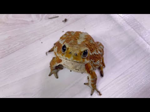 わが家のヒキガエル大集合【体重測定】     A big group of toads