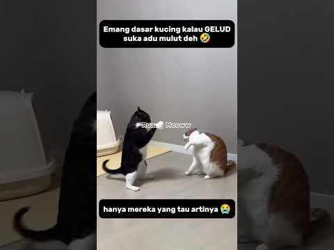 Malah adu mulut mereka😂#shorts #cats #funnycats #catlovers #shortsviral