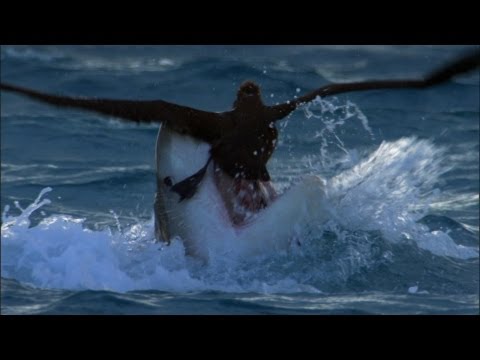 Tiger Shark Attack! | Benedict Cumberbatch Narrates South Pacific | BBC Earth - UCwmZiChSryoWQCZMIQezgTg