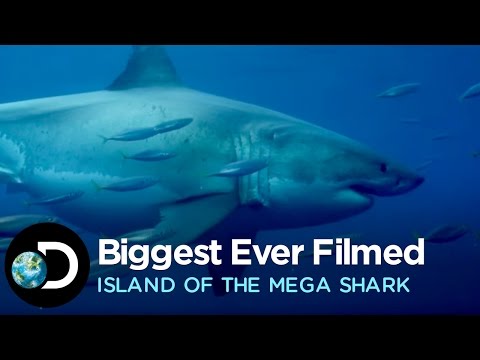 The Biggest Great White Ever Filmed | Island of the Mega Shark - UCZ6I2Buum30TpLQTB_vEm2g