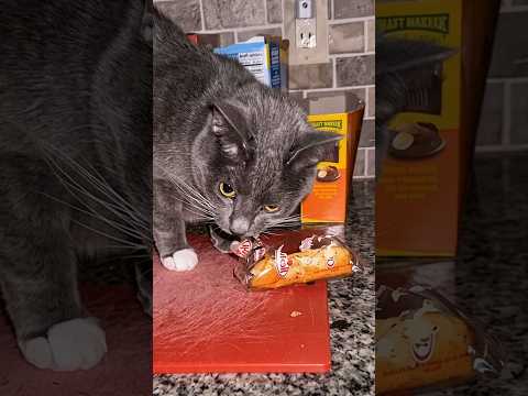 He’ll Steal Anything You’re <strong>Eating</strong> 😂