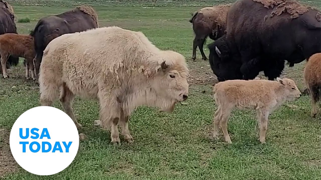 Rare sight: White bison calf born at state park | USA TODAY