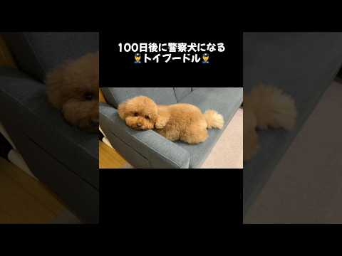 トイプードルは警察犬になれるらしい。