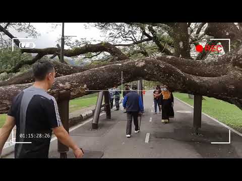 VIDEO POKOK HUJAN_HUJAN SEBELUM  TUMBANG DAN MATI DI TAMAN TASIK TAIPING