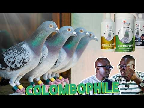 Entrepreneuriat économique : la colombophilie et les enjeux économiques.