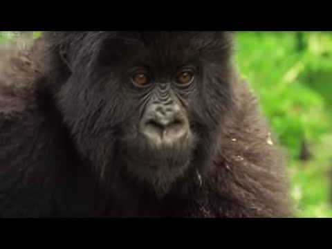 Family of Mountain Gorillas | Cousins | BBC - UCwmZiChSryoWQCZMIQezgTg