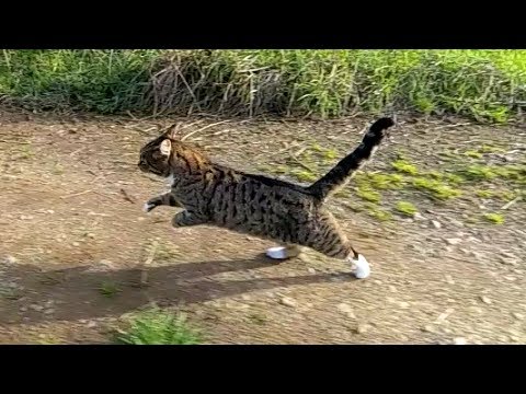 Slow-mo cat - UCTXOorupCLqqQifs2jbz7rQ