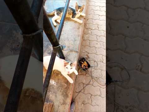 മുഖ്യൻ 😃 #funny #shortsvideo #comedy