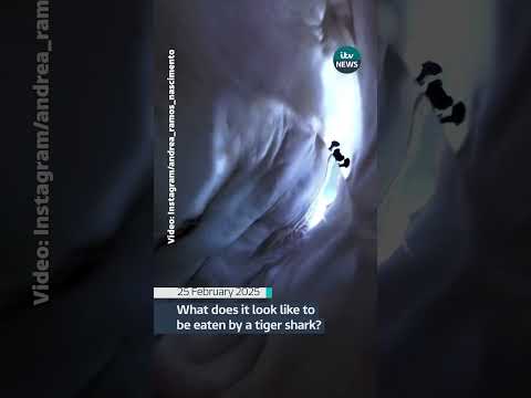 What does it look like to be eaten by a tiger shark #itvnews #news #shark