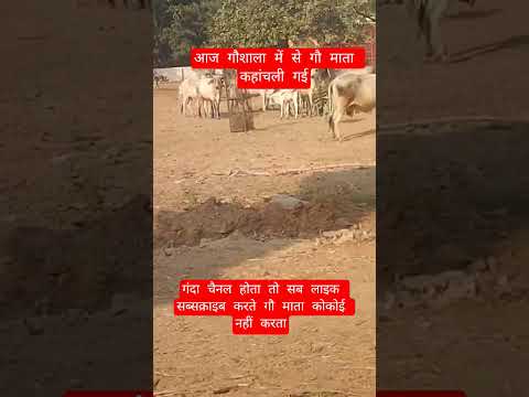 आज गौशाला में से गौ माता कहांचली गई #100millon #cow #motivation #13million #gaumata