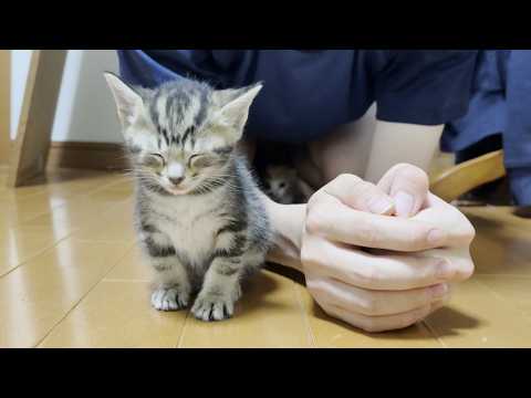 猫の動画サムネイル - 保護された迷い子猫にも懐かれる息子