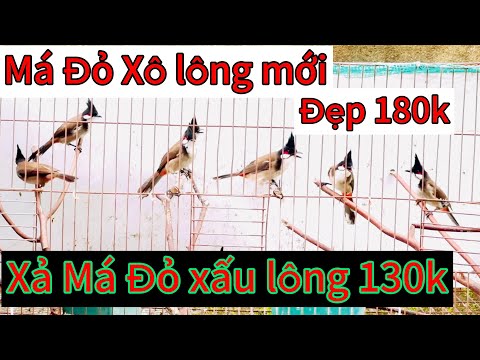 Xả Má đỏ 130k. Bổi Lông Mới Đẹp 180k. về vài chubc ae nhanh chọn nha✅🔥🔥
