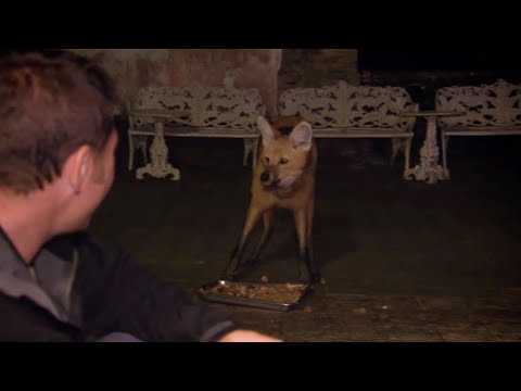 Steve Meets the Strange and Endangered Maned Wolf - Deadly 60 - Series 3 - BBC - UCwmZiChSryoWQCZMIQezgTg