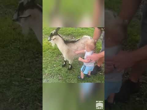 INSANE Close Call Between Baby and Goat - #Shorts
