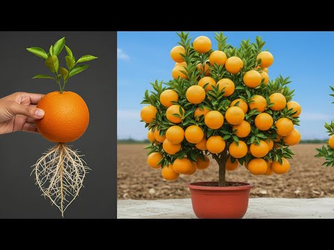 The Best Pro Tips for Growing Orange! _ Grow Orange Tree FAST with This Method!