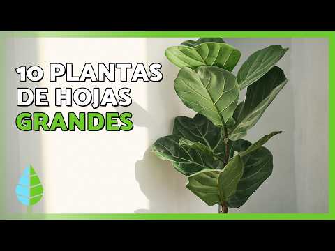 Estas 10 PLANTAS de HOJAS VERDES y GRANDES llenan tu casa de paz 🪴💚 ¡Y no te dan trabajo!