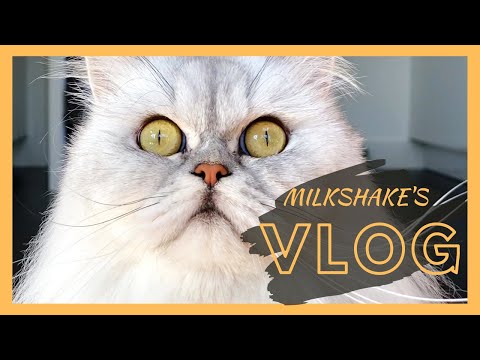A Shocked Shake | Milkshake The Cat Vlog #14