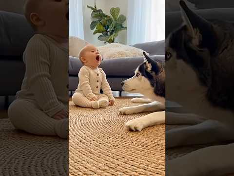 Baby Tries to Howl Like a Husky… And the Husky Answers 😍🐶👶