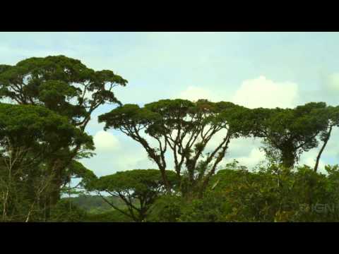 Avalanche Studios in the Jungle - The Sights and Sounds of an Open World Game - UCKy1dAqELo0zrOtPkf0eTMw
