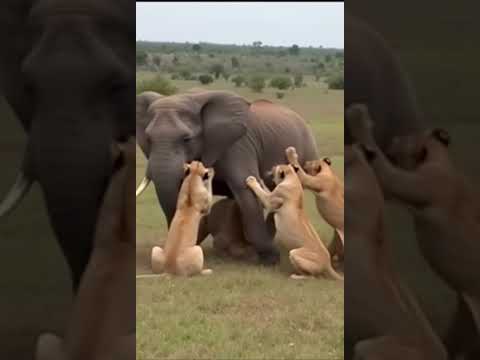 A herd of lions attacking an elephant😭😭😭