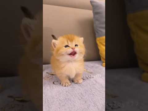 such a tiny little kitten🐾🧸