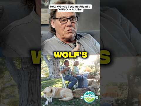 How Wolves become friendly with one another