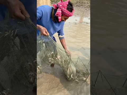 Village Amazing fishing by current net #ruralfishing #fishing #bigfish #shorts
